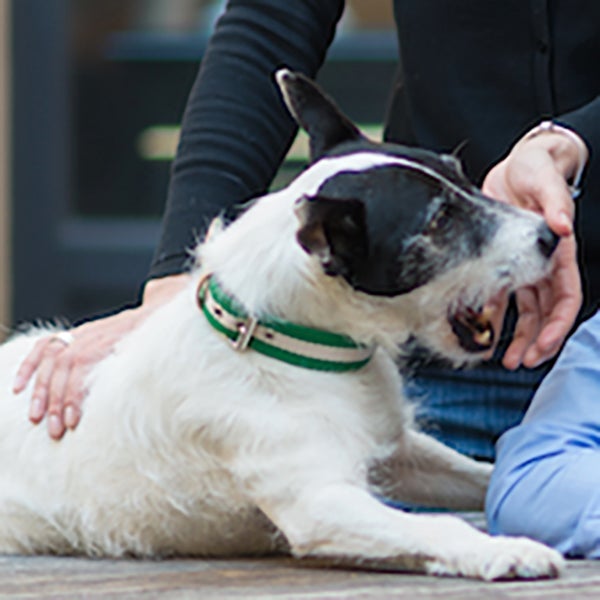 Green And Cream Tape Medium Dog Collar