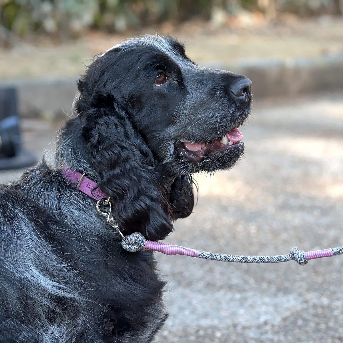 Lady Multicolor Dog Leash