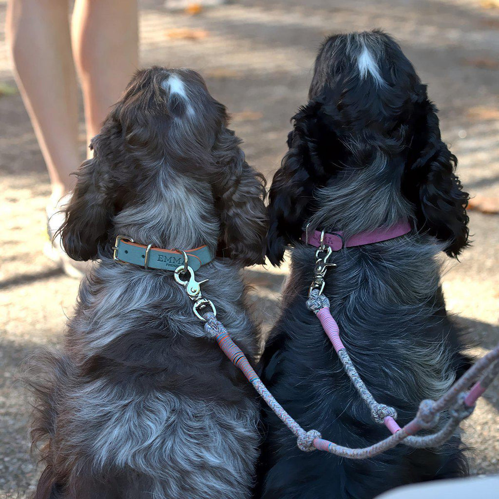 Lady Multicolor Dog Leash