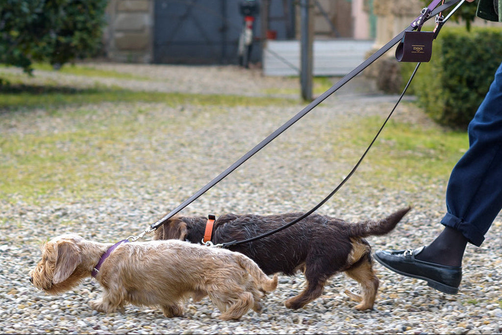 Lilac Desert Dog Leash