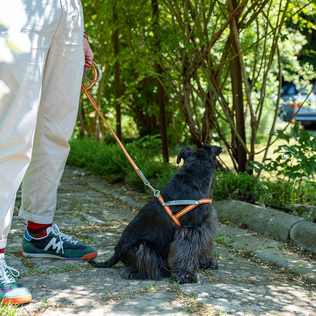 Nubuck Celestial Dog Harness