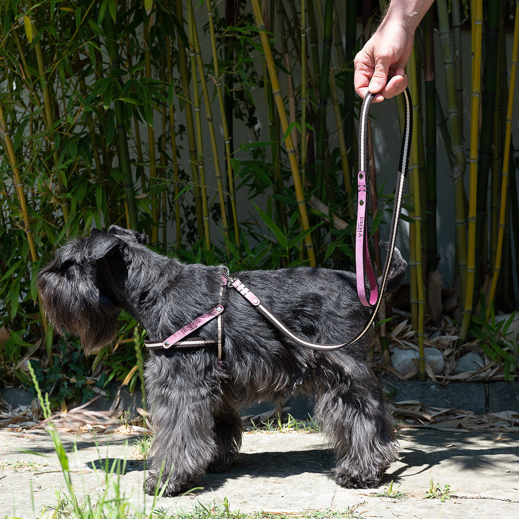 Nubuck Fuchsia Dog Harness