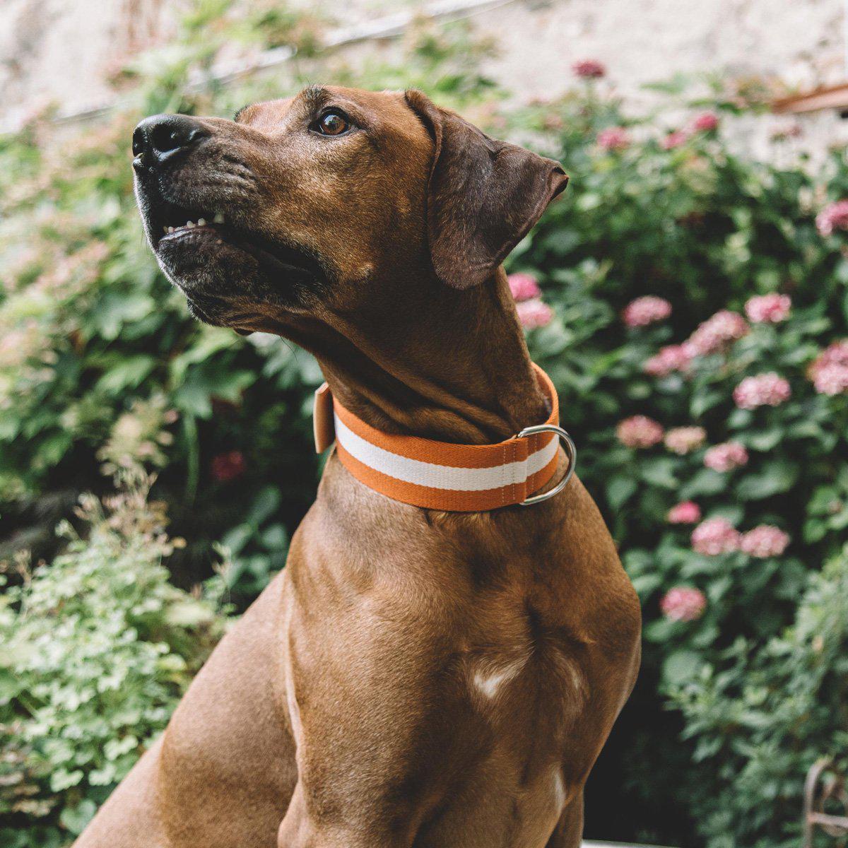 Orange And Cream Tape XLarge Dog Collar