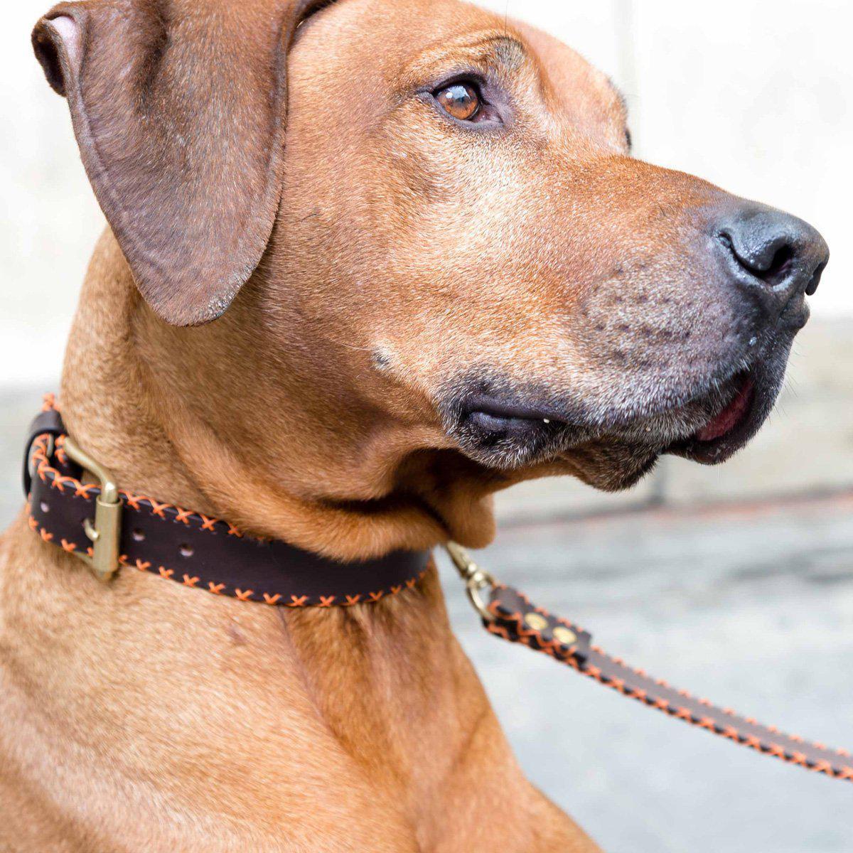 Orange Cross Dog Collar
